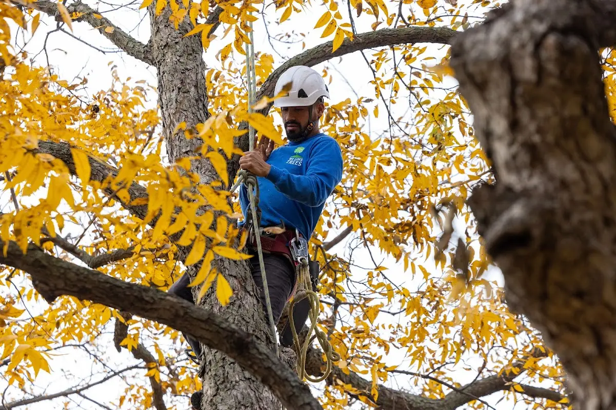 Skilled Dead Tree Removal crew working in Edison